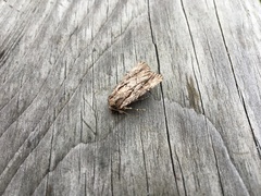 Dichagyris signifera