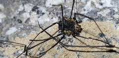 Phalangioidea