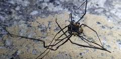 Phalangioidea