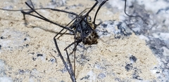 Phalangioidea
