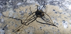 Phalangioidea
