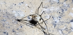 Phalangioidea