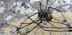 Phalangioidea