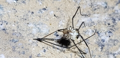 Phalangioidea