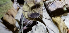 Phalangiidae