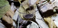 Phalangiidae