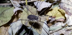Phalangiidae