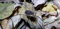 Phalangiidae