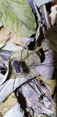 Phalangiidae
