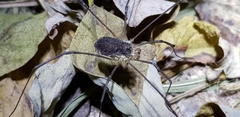 Phalangiidae