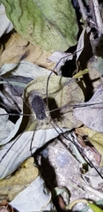 Phalangiidae