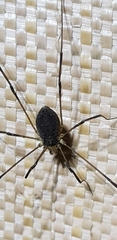 Phalangioidea