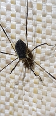 Phalangioidea