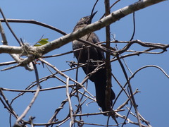 Quiscalus lugubris