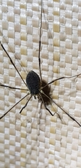 Phalangioidea