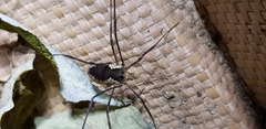 Oligolophus tienmushanensis