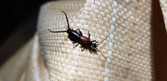 Timomenus komarowi