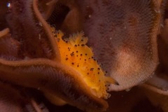 Flustra