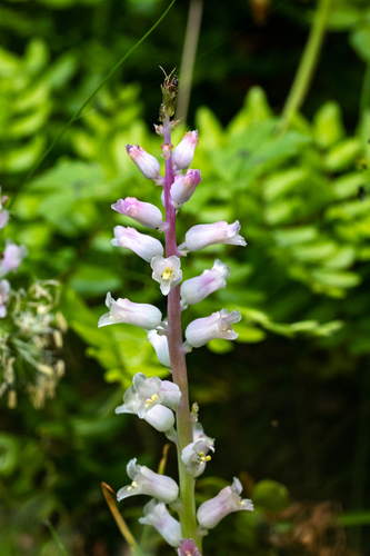 Lachenalia rosea