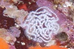 Antiopella longidentata