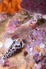 Cratena capensis