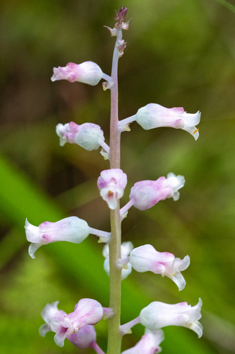 Lachenalia rosea