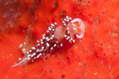 Cratena capensis