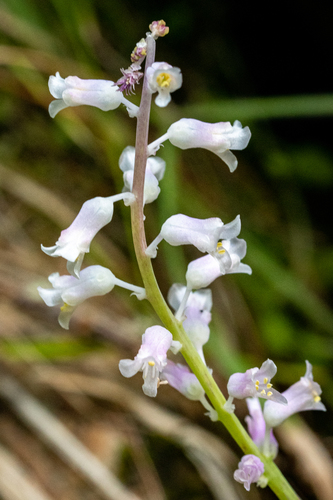Lachenalia rosea