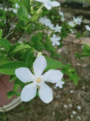 Wrightia antidysenterica