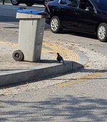 Columba livia domestica