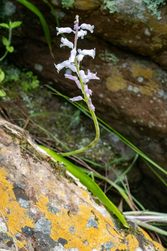 Lachenalia rosea