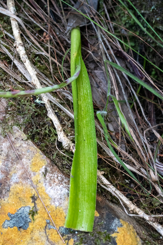 Lachenalia rosea