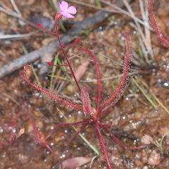 Drosera serpens