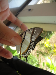 Polyura nepenthes