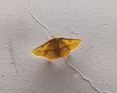 Lepidoptera
