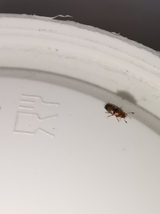 Meligethinus pallidulus