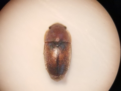 Meligethinus pallidulus