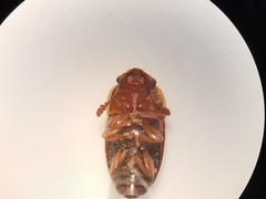 Meligethinus pallidulus