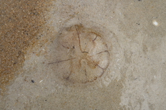 Pseudorhiza haeckeli image