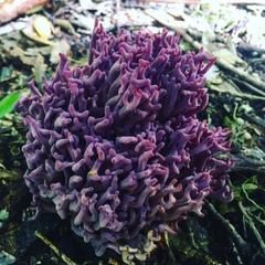 Ramaria versatilis