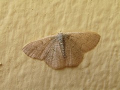 Phaiogramma faustinata