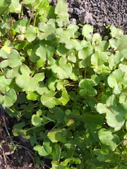 Rumex scutatus