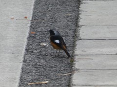 Phoenicurus auroreus