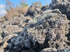 Stereocaulon vesuvianum