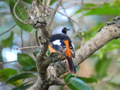 Phoenicurus auroreus