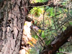 Aegithalos concinnus