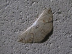 Somatina rufifascia
