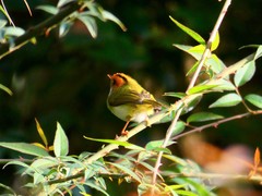 Abroscopus albogularis