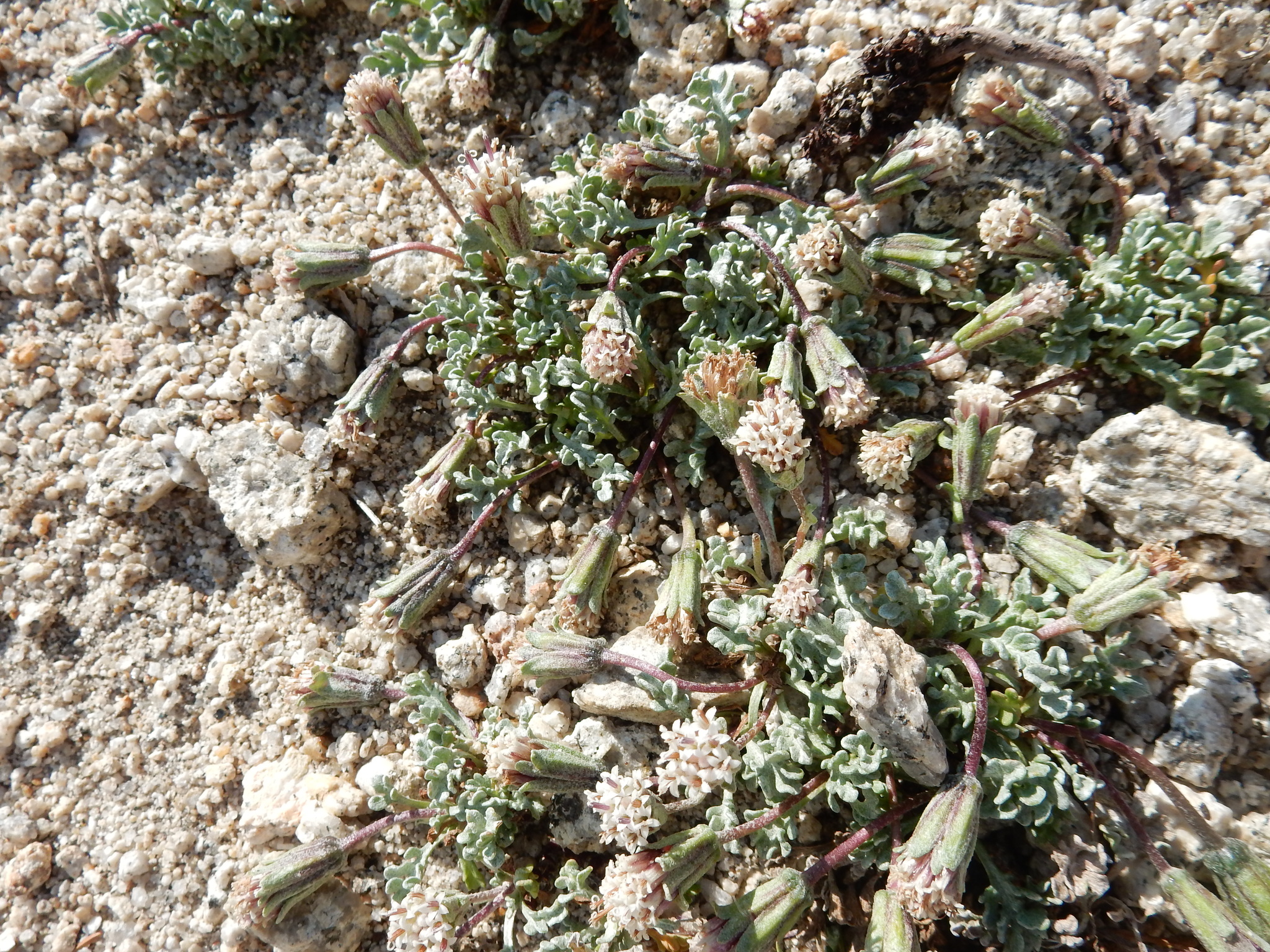 Chaenactis alpigena