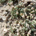 Chaenactis alpigena - Photo (c) Bill Finch, algunos derechos reservados (CC BY-NC-ND), subido por Bill Finch